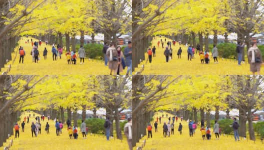 在日本昭和基嫩公园，一群游客在秋天散步，看着美丽的黄色银杏叶飘落，4K模糊的运动。日本旅游度假和季节变化的概念高清在线视频素材下载