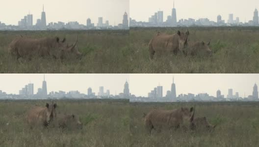 犀牛在公园里安静地吃草，而人类在城市里受苦高清在线视频素材下载