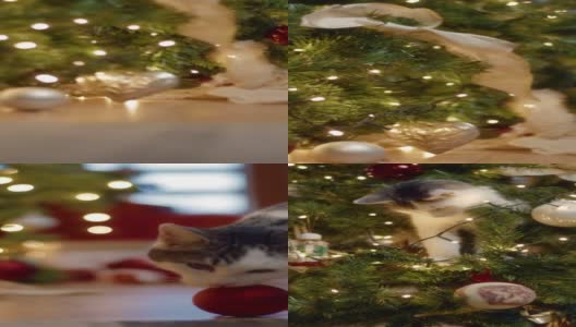 小猫在玩装饰好的圣诞树时摔倒了高清在线视频素材下载