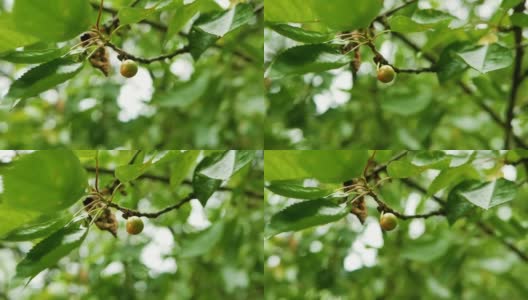 绿色甜樱桃在树枝上的慢镜头。樱桃树foliage.Close-up。高清在线视频素材下载