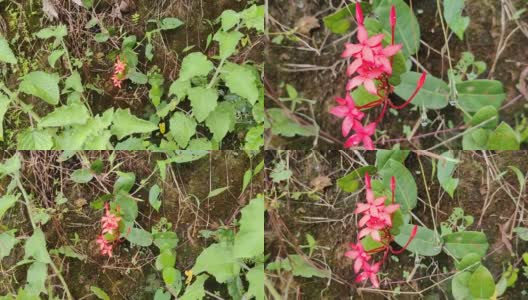 丛林天竺葵(Chethi花)或伊克ora coccinea红色花之间的绿色叶子的特写镜头。高清在线视频素材下载