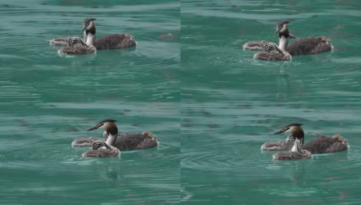 带着幼鸟的大冠鸊鹑，(冠足鸊鹑)，法国安纳西湖高清在线视频素材下载