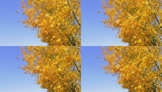 蓝色的天空衬托着黄色的枫叶。秋天的风景。大自然的鲜艳色彩。秋叶季节的细节。视频片段。阳光明媚的一天。天气预报。一个好心情。以上的观点。副本的空间。高清在线视频素材下载