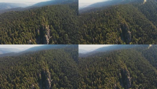 鸟瞰图山上的山体顶部浓密的绿色云杉森林山坡上的无人机打开在夏天晴朗的日子和蓝天，云。高山、草甸的针叶林。新鲜和干净的空气。自然高清在线视频素材下载