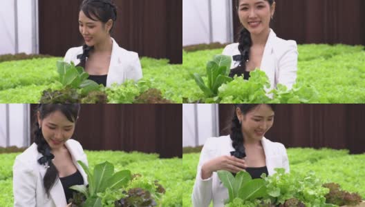 水培菜农们在菜圃里快乐地工作着。智能农场植物水培栽培绿色蔬菜。高清在线视频素材下载