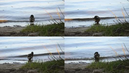 河滩上的野鸭在冲刷。城市附近的野鸟。高清在线视频素材下载