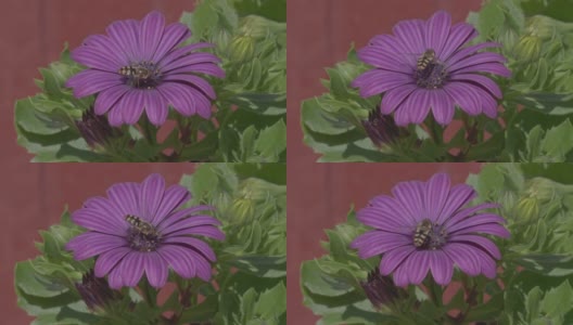 瑞典斯堪的那维亚半岛一个阳光明媚的夏日，紫色花朵上的黄蜂慢动作高清在线视频素材下载