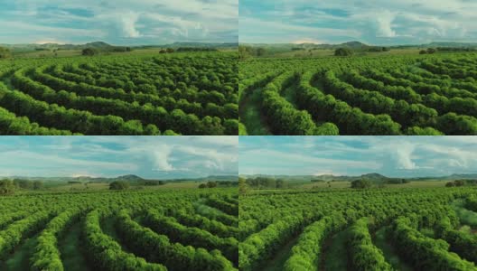 航拍咖啡种植园，咖啡农场高清在线视频素材下载