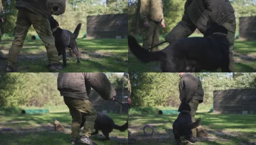 强壮的黑色德国牧羊犬拿着防护服的袖子和牙齿，白人男子在户外慢动作训练狗。训练中心的警犬攻击罪犯。高清在线视频素材下载