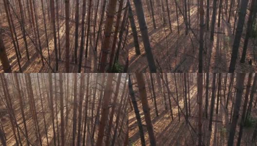 雾蒙蒙的秋天的森林高清在线视频素材下载