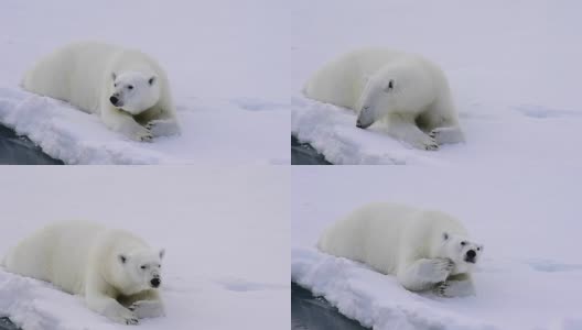 北极熊在冰上行走。高清在线视频素材下载