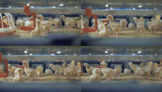 家禽，养鸡场内部。鸡笼中的小鸡。4 k。高清在线视频素材下载