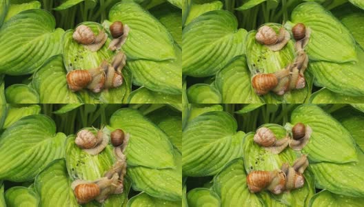 春天，六只花园里的蜗牛慢慢地爬过一片带露珠的玉簪叶高清在线视频素材下载