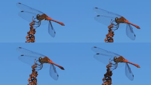 蓝色天空背景上的树枝上的红蜻蜓高清在线视频素材下载