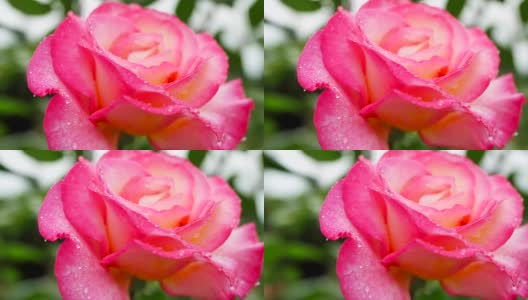 一朵缀着露珠的美丽的粉红玫瑰。高清在线视频素材下载