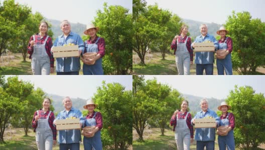 4K两个亚洲女人与高级男子农场主家庭一起在橘子园工作高清在线视频素材下载