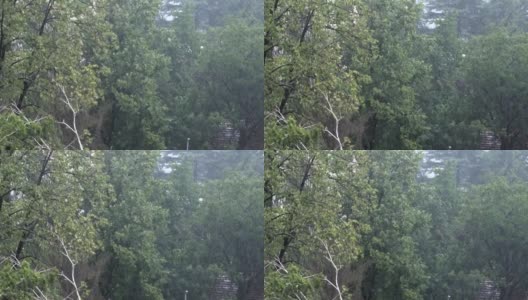 大雨。手持视频。背景是城市地区的树木高清在线视频素材下载
