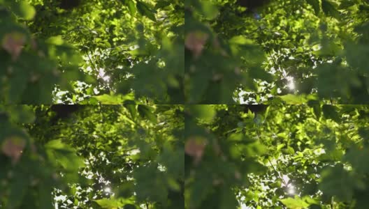 美丽的绿色充满活力的自然4k视频散景抽象背景。老树散焦的叶子，柔和的落日阳光透过树枝，微风吹过新鲜的树叶高清在线视频素材下载