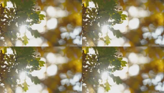 爱沙尼亚黄叶上的一缕阳光高清在线视频素材下载