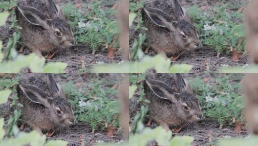 野兔坐在灌木丛里，特写镜头，灰兔坐在森林里高清在线视频素材下载
