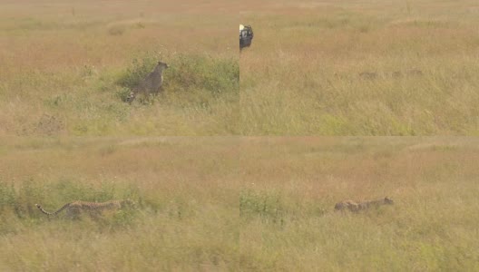 近距离观察:猎豹躲在高高的草丛中，沿着狩猎吉普车狩猎高清在线视频素材下载
