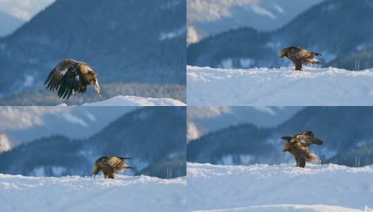 金鹰在冬天降落在山顶的雪地上高清在线视频素材下载