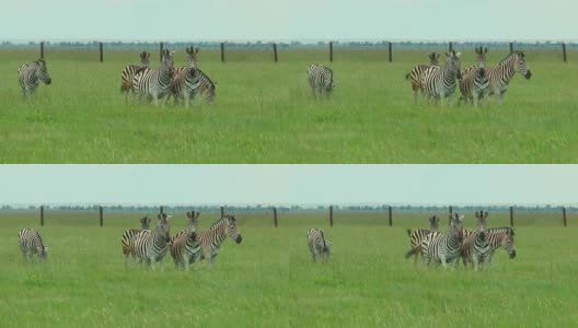 一群斑马在荒野的绿草地上高清在线视频素材下载