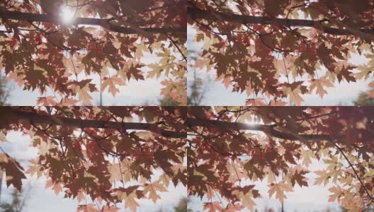 缓慢的运动。秋天的枫树在阳光的照耀下显得火红。高清在线视频素材下载