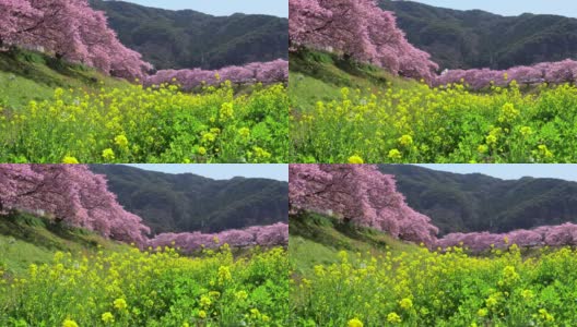 下嘉摩河边盛开的川崎樱花树和油菜花高清在线视频素材下载