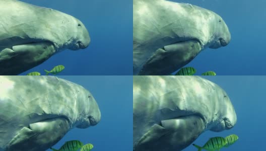 海牛在一群金鱼的陪伴下在蓝色的水中慢慢地游着。水下拍摄，特写，摄像机向前移动。红海高清在线视频素材下载