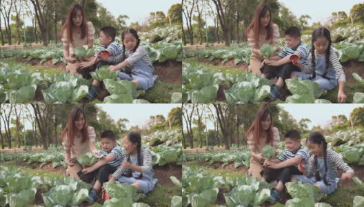 亚洲家庭从菜园收获蔬菜高清在线视频素材下载