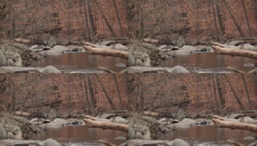 石溪，没有人-石溪公园-华盛顿特区-秋天高清在线视频素材下载