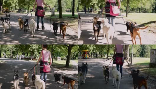 一名妇女带着一群被收养的狗在公园里玩旱冰鞋高清在线视频素材下载