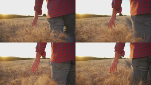 农民在田间行走时，手摸金黄色的麦穗高清在线视频素材下载
