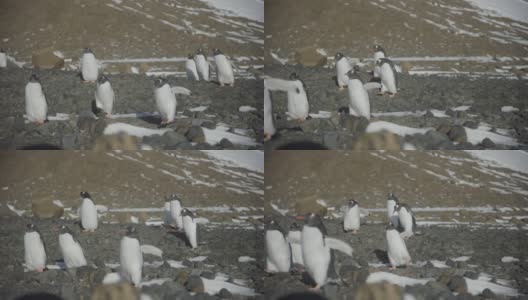 南极洲-巴布亚企鹅(Pygoscelis巴布亚)行走在企鹅群中高清在线视频素材下载