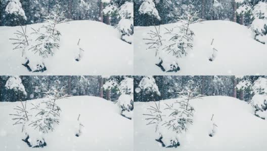 树枝上美丽的蓬松的雪。雪花从云杉树枝上美丽地飘落下来。冬天的童话，树在雪中囚禁。冬天下雪的录像高清在线视频素材下载