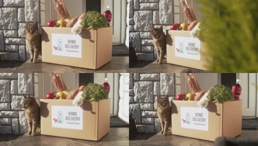 慢镜头猫在送餐盒旁高清在线视频素材下载