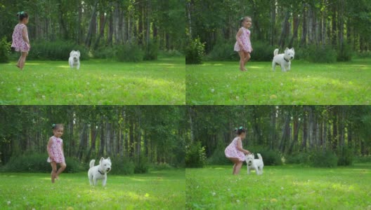一个小女孩在公园的草坪上和一只有趣的西部高地白梗犬玩耍。高清在线视频素材下载