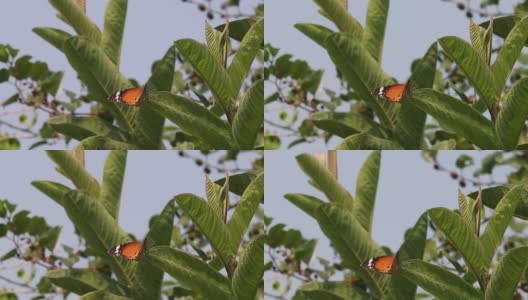 一只虎蝶坐在花园里番石榴树的绿叶上高清在线视频素材下载