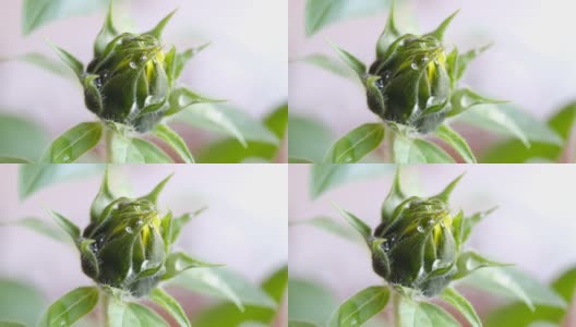 绿芽上的一滴水。花蕾上茸毛间的水滴高清在线视频素材下载
