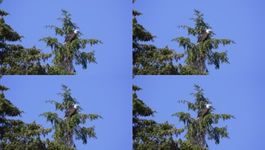 秃鹰站在树顶。背景是蓝天。高清在线视频素材下载