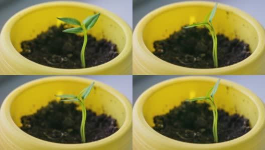 宏观特写，胡椒种子生长的时间间隔高清在线视频素材下载