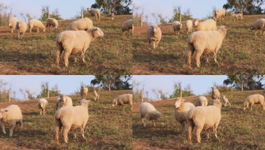早晨，一群羊在山上吃草。高清在线视频素材下载