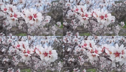 盛开的杏树的树枝上开满了粉红色的花高清在线视频素材下载