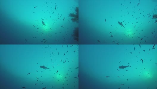 潜水穿过沉船和周围的海洋生物高清在线视频素材下载