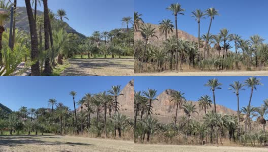 西班牙穆尔西亚山区的Orihuela棕榈树高清在线视频素材下载