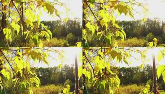 初秋，阳光照耀在森林空地上高清在线视频素材下载