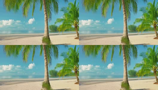 棕榈树的海滩高清在线视频素材下载