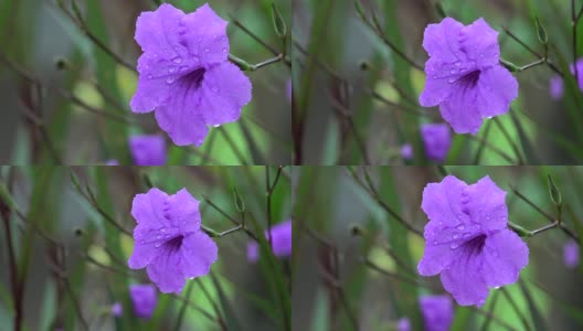 泰国雨季4K牵牛花花高清在线视频素材下载