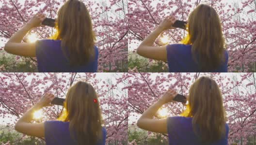 女人在日落时拍摄盛开的樱桃树高清在线视频素材下载